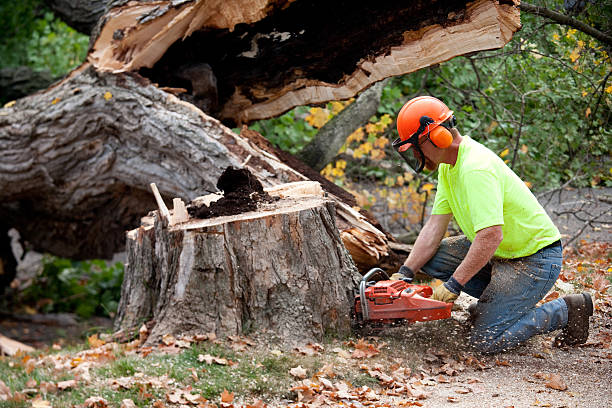 The Steps Involved in Our Tree Care Process in Bay Village, OH